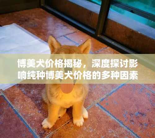 博美犬价格揭秘,深度探讨影响纯种博美犬价格的多种因素