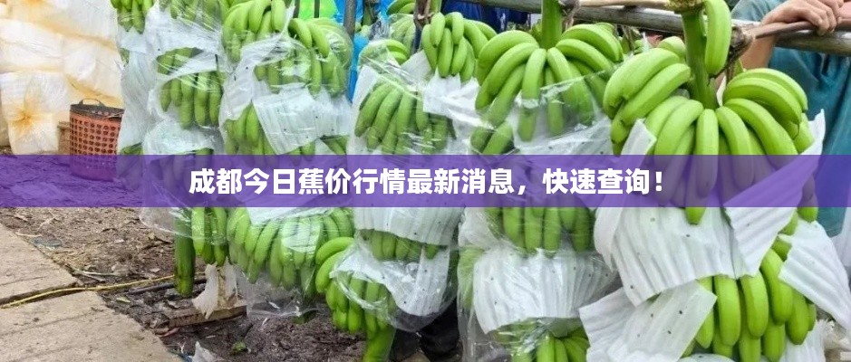 成都今日蕉价行情最新消息,快速查询!