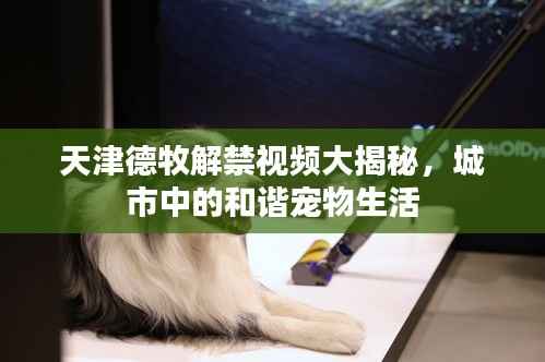 天津德牧解禁视频大揭秘,城市中的和谐宠物生活