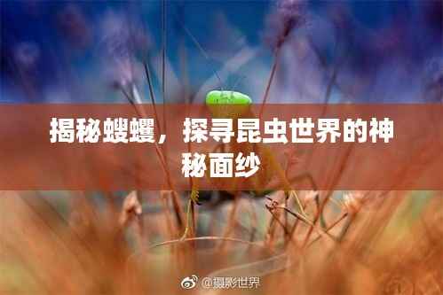 揭秘螋蠼，探寻昆虫世界的神秘面纱